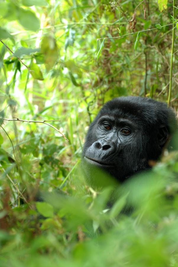 Nkuringo Bwindi Gorilla Lodge Bwindi Impenetrable Park Exterior foto