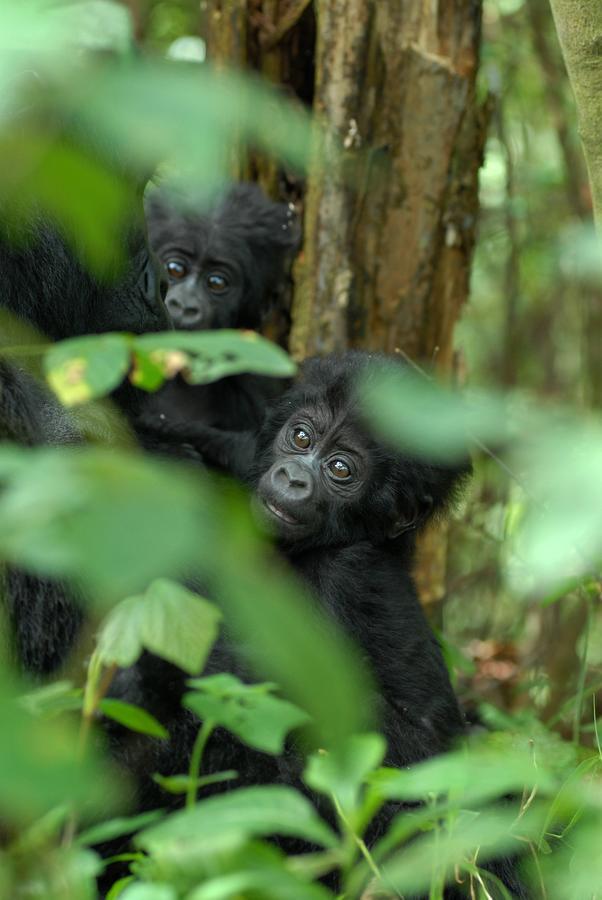 Nkuringo Bwindi Gorilla Lodge Bwindi Impenetrable Park Exterior foto